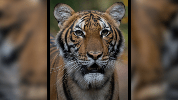 malayan-tiger-bronx-zoo.png 