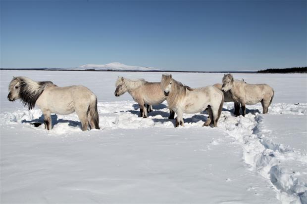 pleistocene-park-herds-of-herbivores-preserve-the-permafrost-even-under-strong-global-warming.jpg 