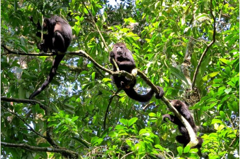 Territorial, expert navigators: The black howler monkeys of Mexico